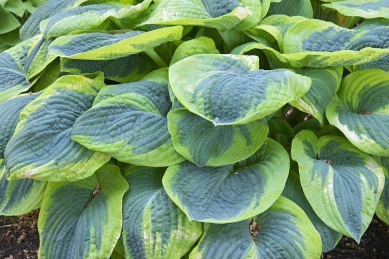 Hostas plant with large green and yellow leaves and white flowers in a garden.