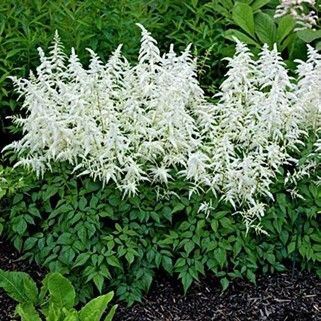White feathery Astilbe flowers above a bed of green foliage in a garden.