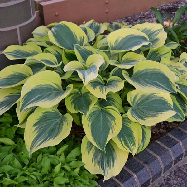 A hosta plant with heart-shaped leaves, green centers, and yellow edges, growing in a garden bed.
