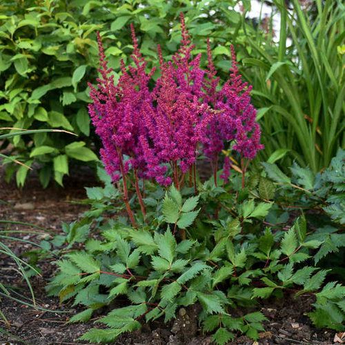 Bright magenta astilbe flowers with green foliage in a garden.