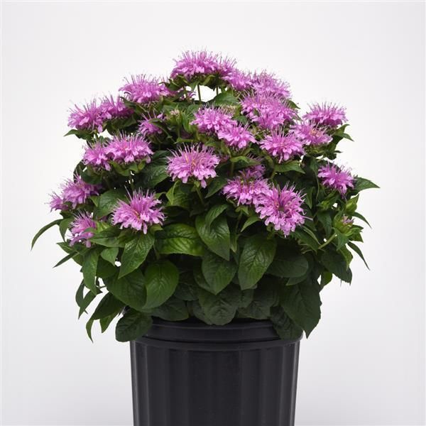 Pink bee balm plant in a black pot, full of blooms and green leaves.