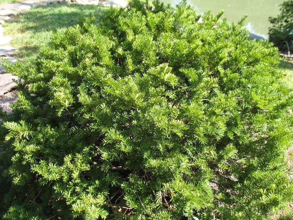 Colorado Blue Spruce