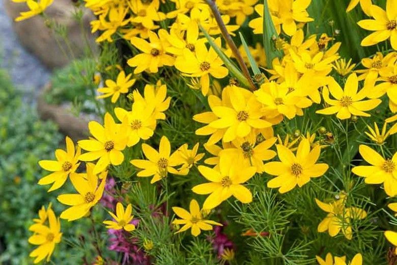 Bush of bright yellow flowers with green foliage.