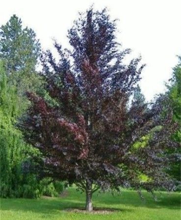 Beech 'Riversii'