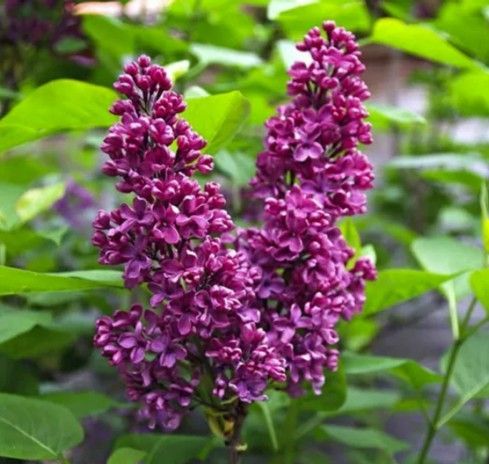 Lilac ‘Miss Kim’