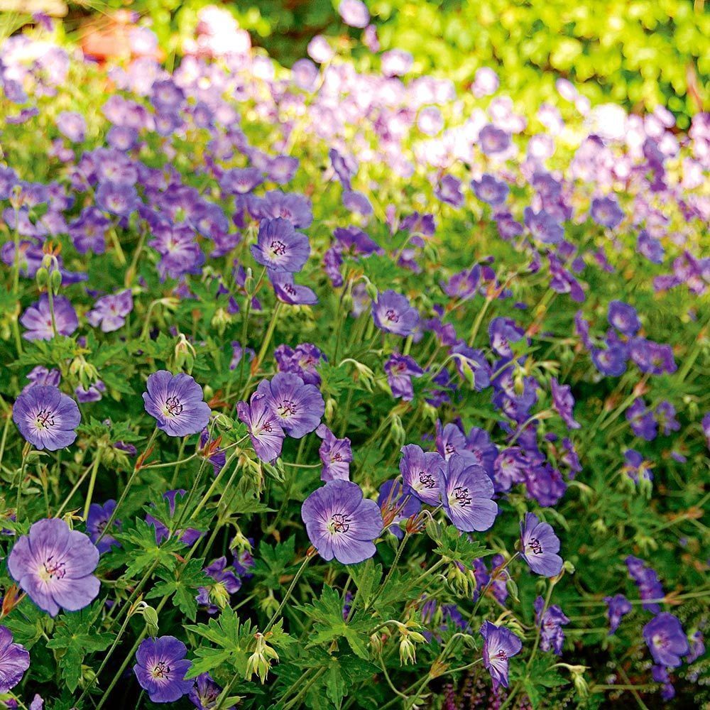 Bush with numerous small, blue-purple flowers and green foliage.