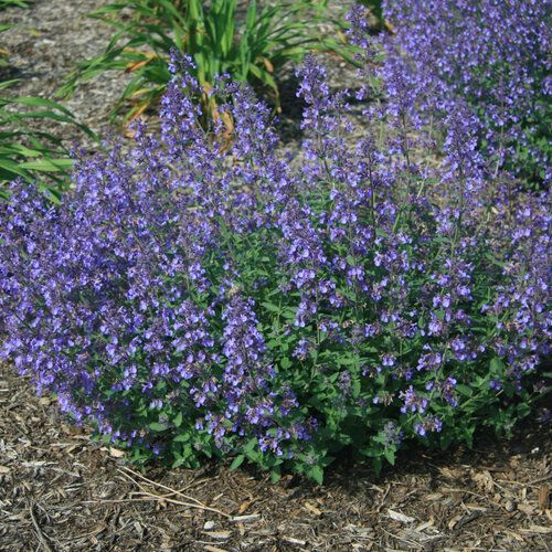 Catmint 'Junior Walker'