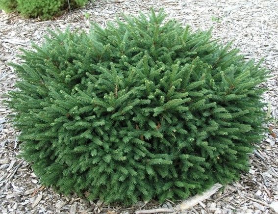 Baby Blue Spruce (Semi-Dwarf)