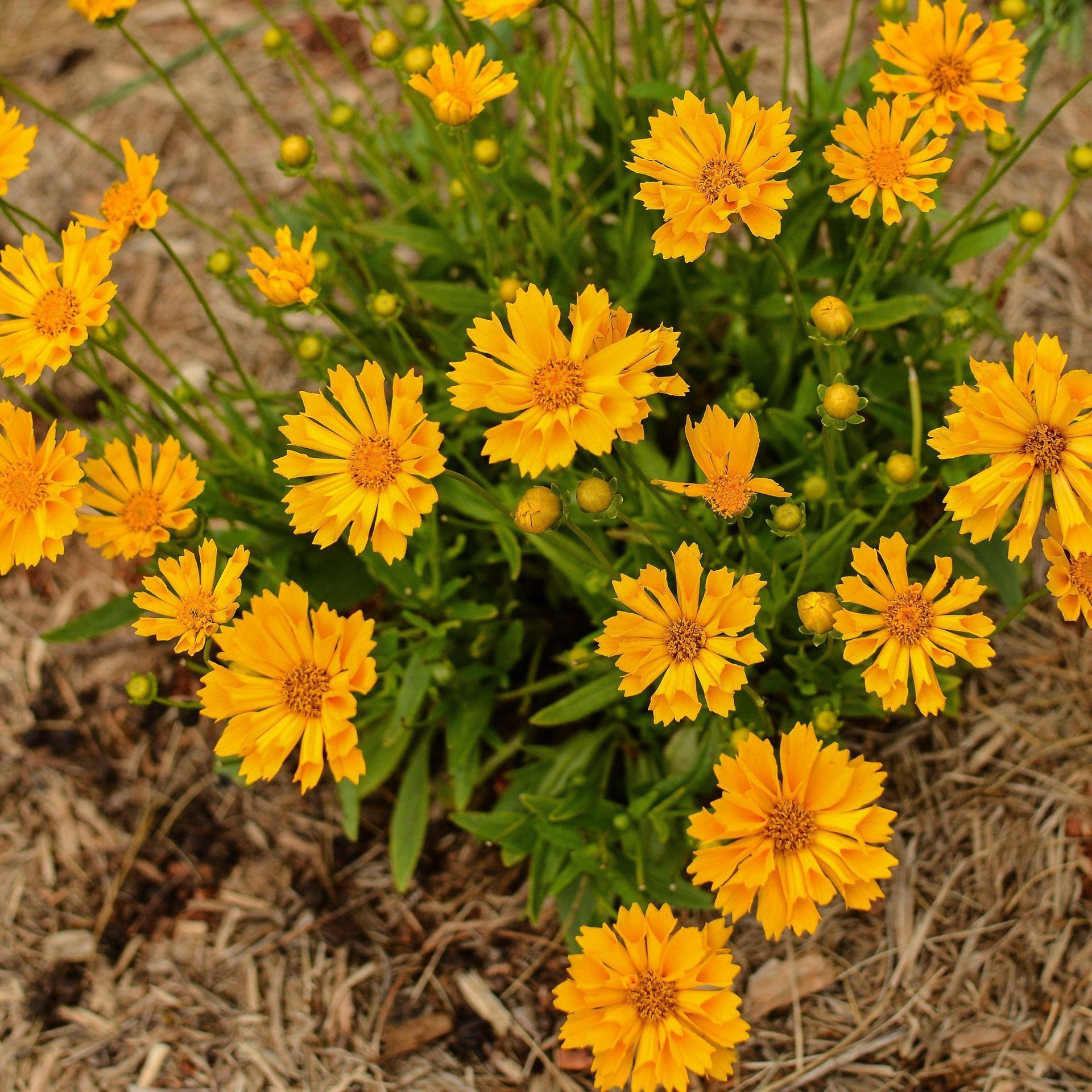 Yellow coreopsis flowers in a mulch bed, green leaves visible.