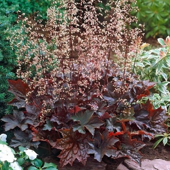 Dark red-leafed coral bells plant with delicate, light-colored flower stalks in a garden setting.