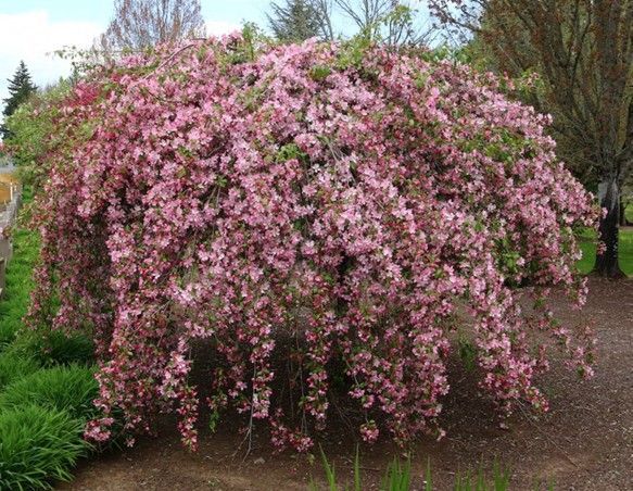 Crabapple ‘Louisa’ (Weeping)