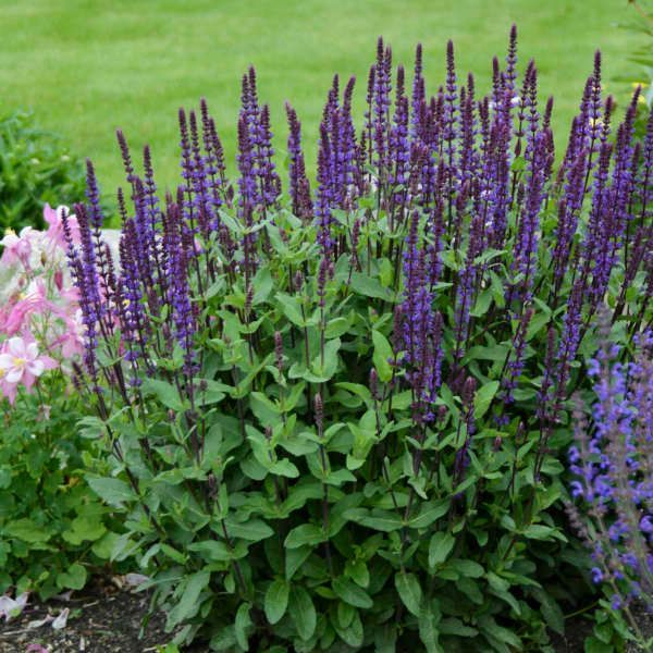 Bush of purple salvia flowers with green foliage against a grassy backdrop.