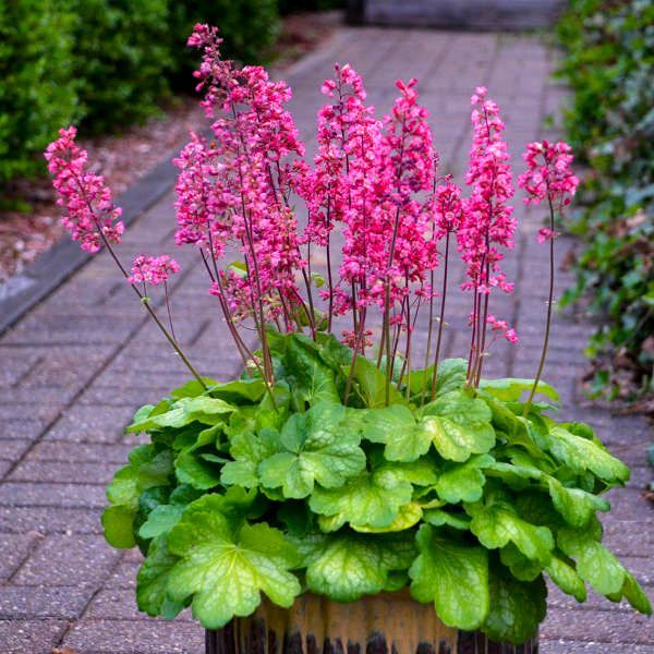 Purple allium flowers in bloom, with green stems and leaves in a garden bed.