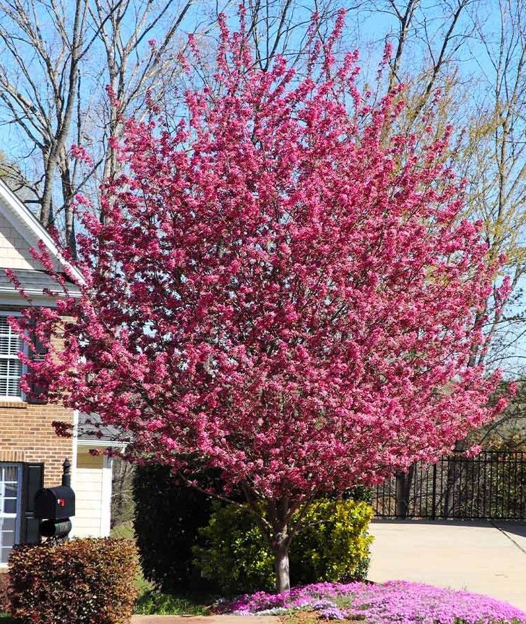 Crabapple ‘Profusion’
