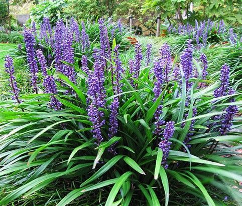 Liriope 'Big Blue'