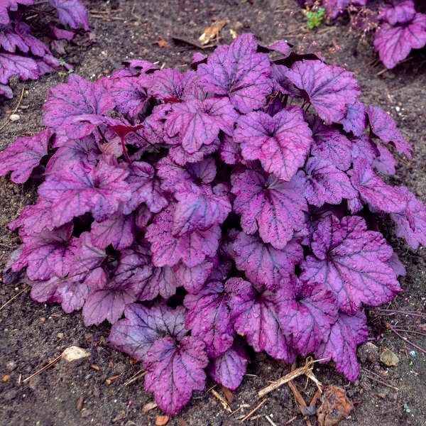 Purple Heuchera plant with large, ruffled leaves in a garden bed.
