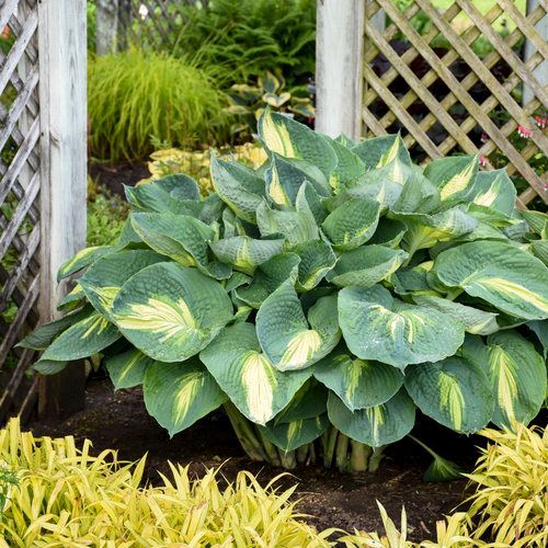 Large hosta plant with blue-green leaves and yellow variegation, growing in a garden setting.