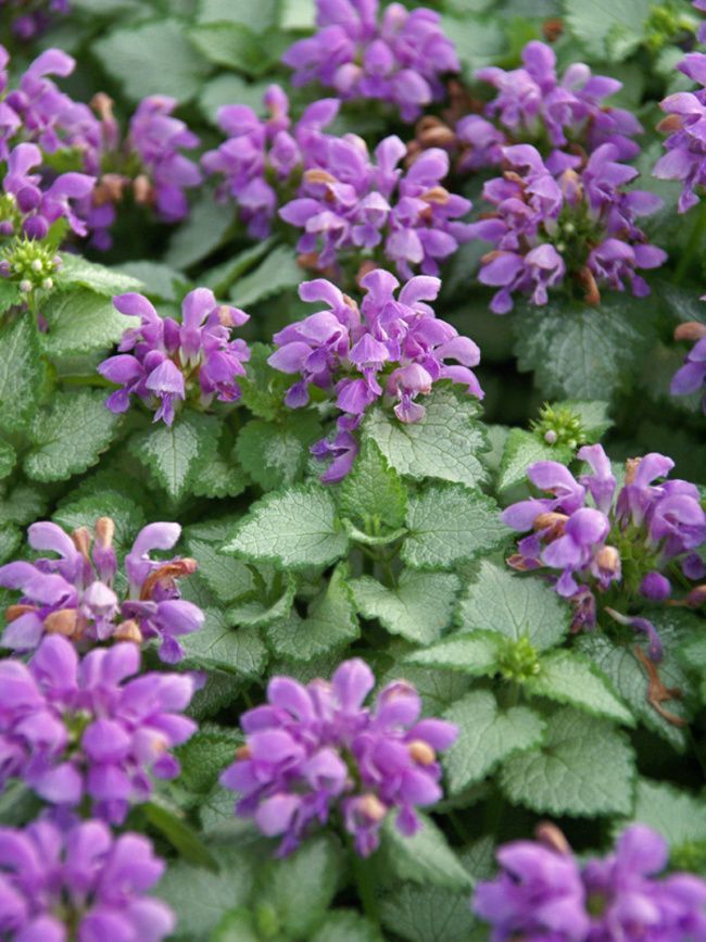 Purple allium flowers in bloom, with green stems and leaves in a garden bed.
