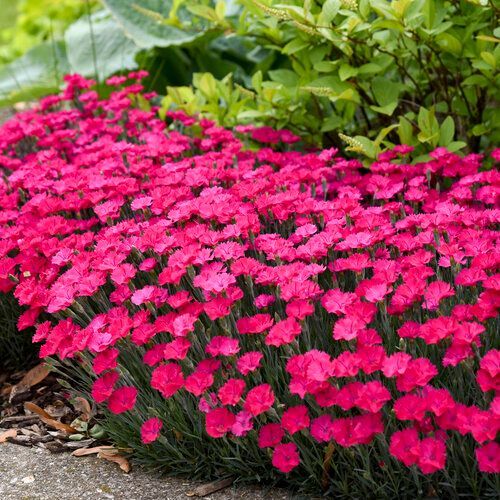Pink dianthus flowers in full bloom, covering a low-growing plant.