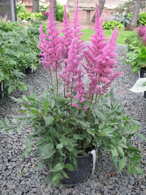 Pink astilbe flowers in full bloom with green foliage, in a garden setting.