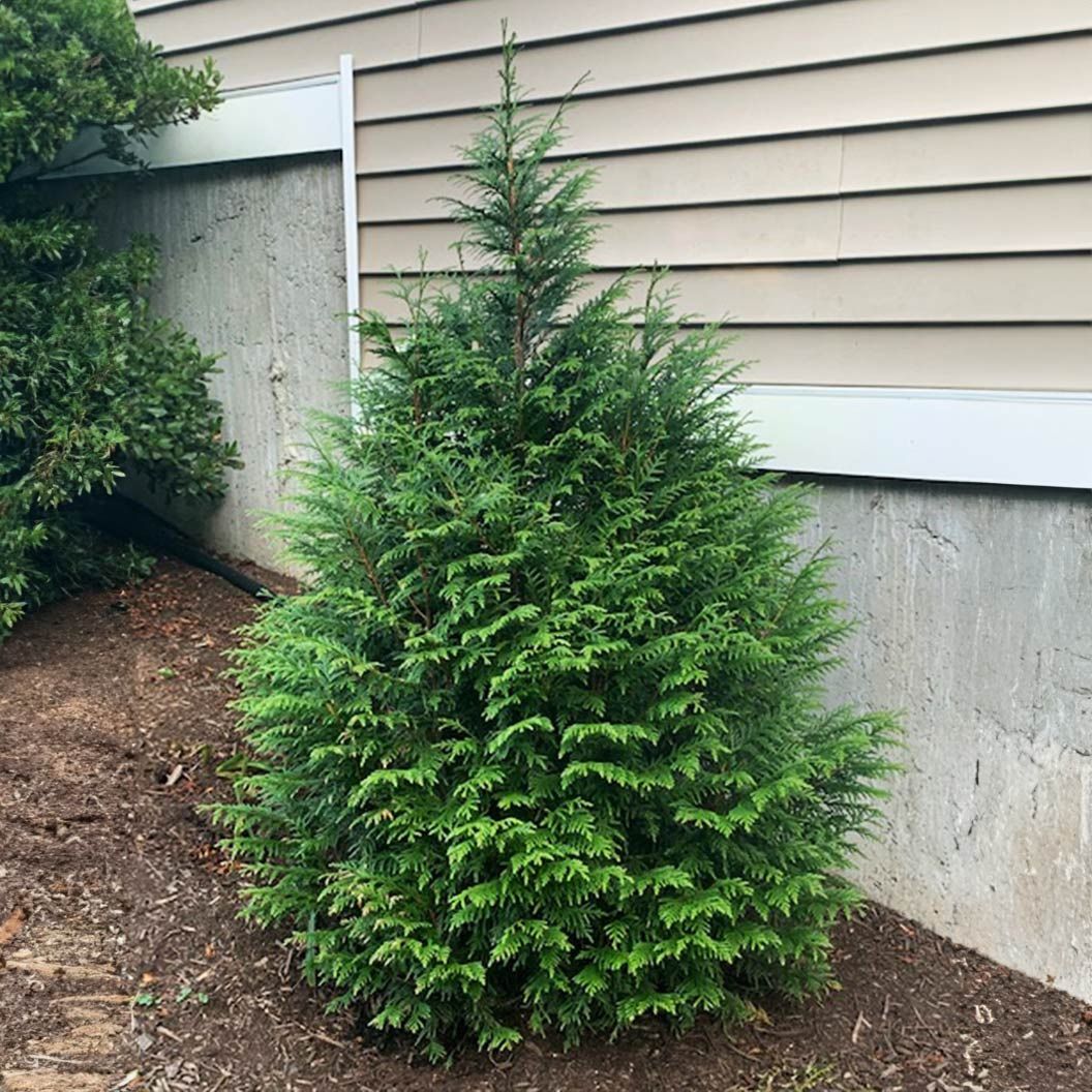 Arborvitae ‘Leprechaun’