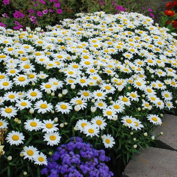 White daisy flowers with yellow centers bloom in a dense bed, edged with purple and pink flowers.