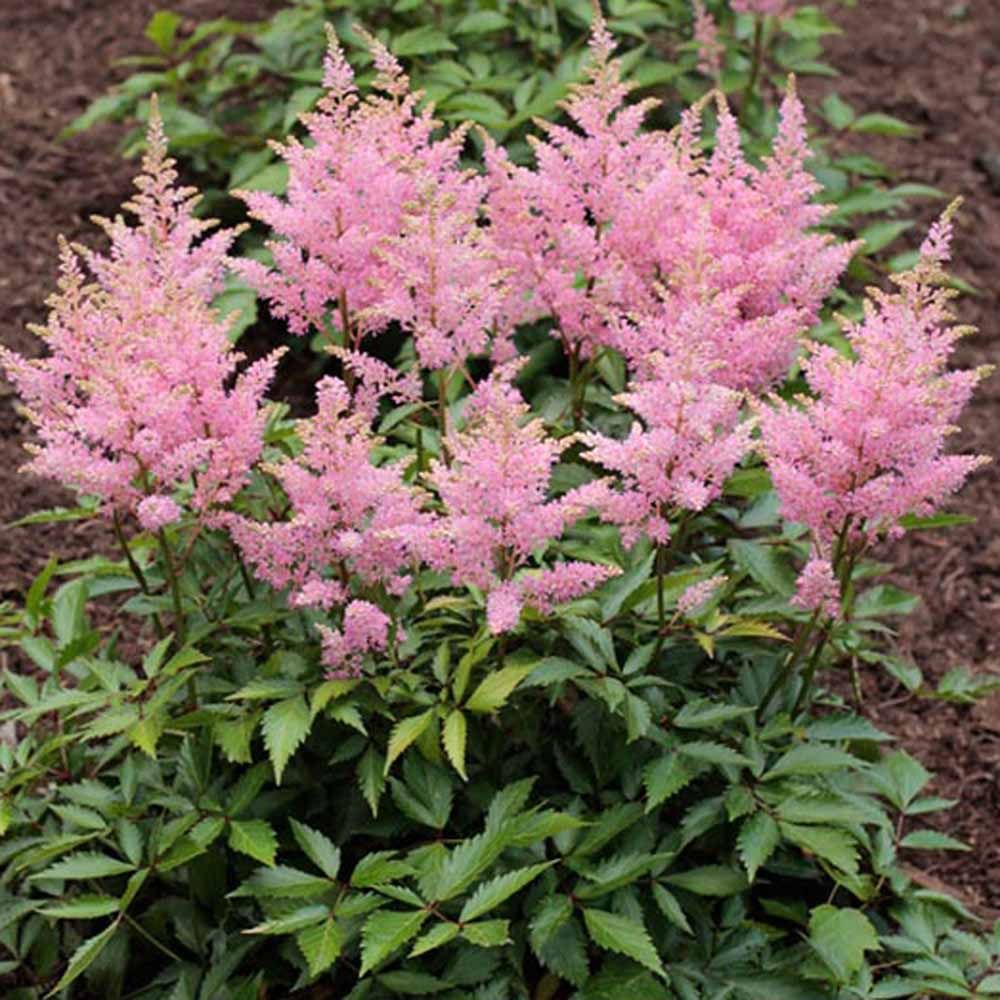 Pink astilbe flowers in full bloom, with green foliage.