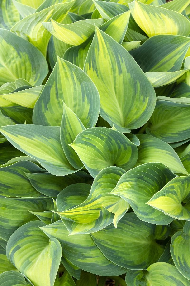 Hosta plant with blue-green leaves and light purple flower clusters.