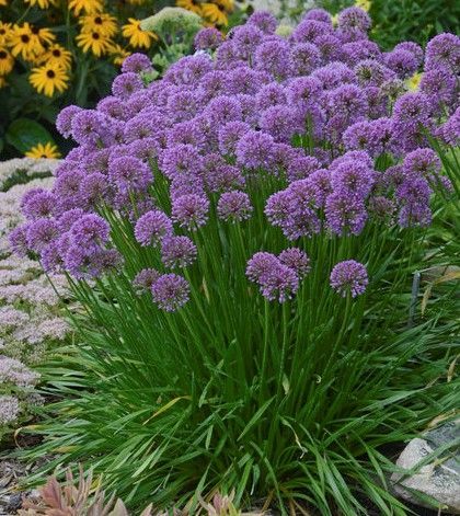 Purple allium flowers with round blooms atop tall green stems, surrounded by green grass.