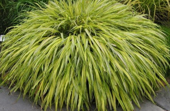 Purple allium flowers in bloom, with green stems and leaves in a garden bed.