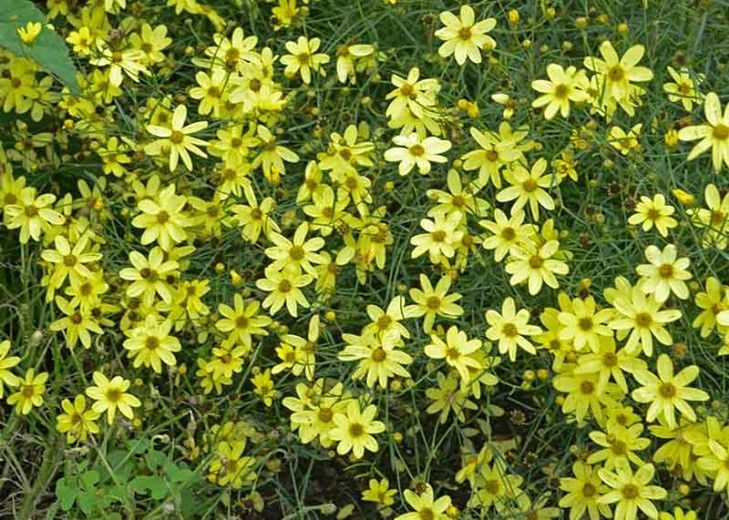 Yellow flowers on a green bush, likely in a garden setting.