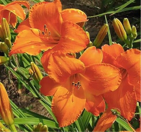 Orange daylilies blooming in a field with green foliage.