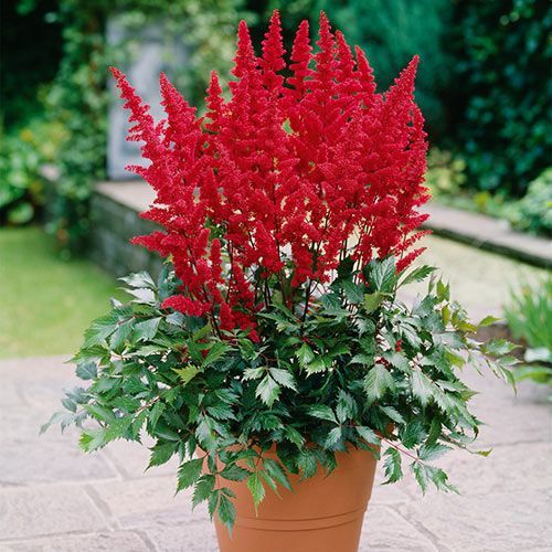 Purple allium flowers in bloom, with green stems and leaves in a garden bed.