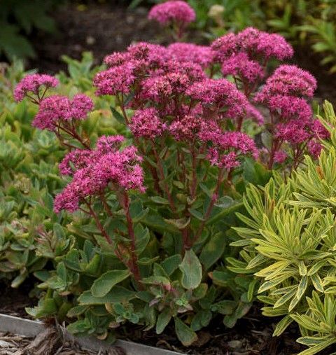 Pink flowering sedum plant with green foliage.