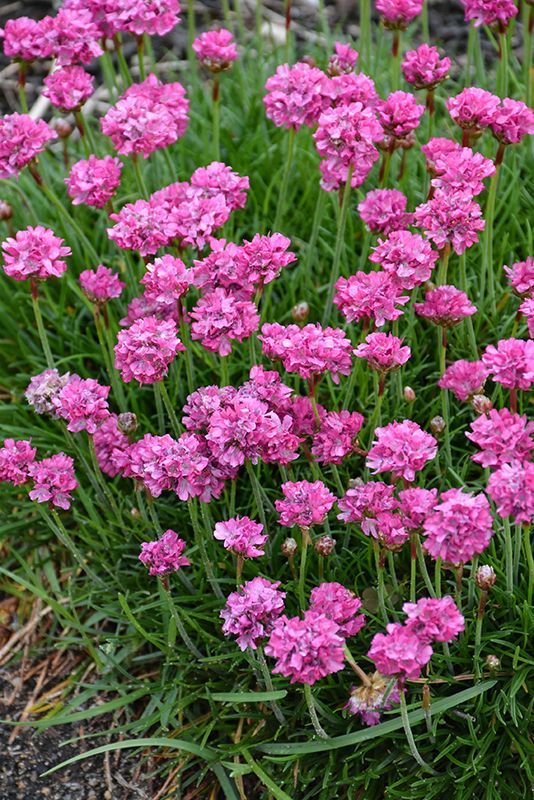 Purple allium flowers in bloom, with green stems and leaves in a garden bed.