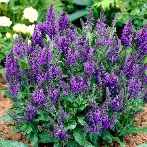 Clump of purple salvia flowers with green foliage in an outdoor setting.