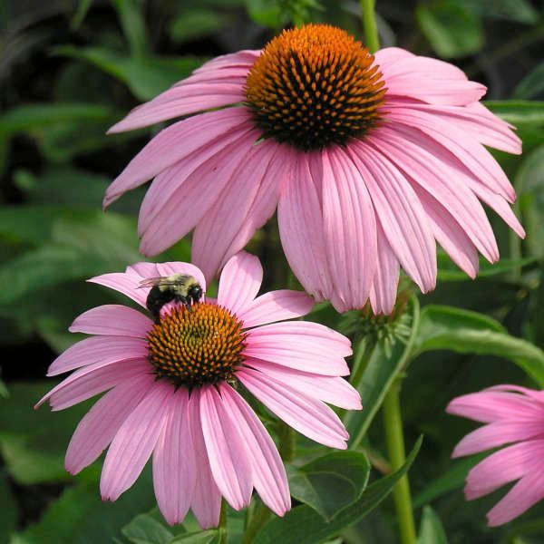 Field of purple coneflowers with orange centers, green stems and leaves.