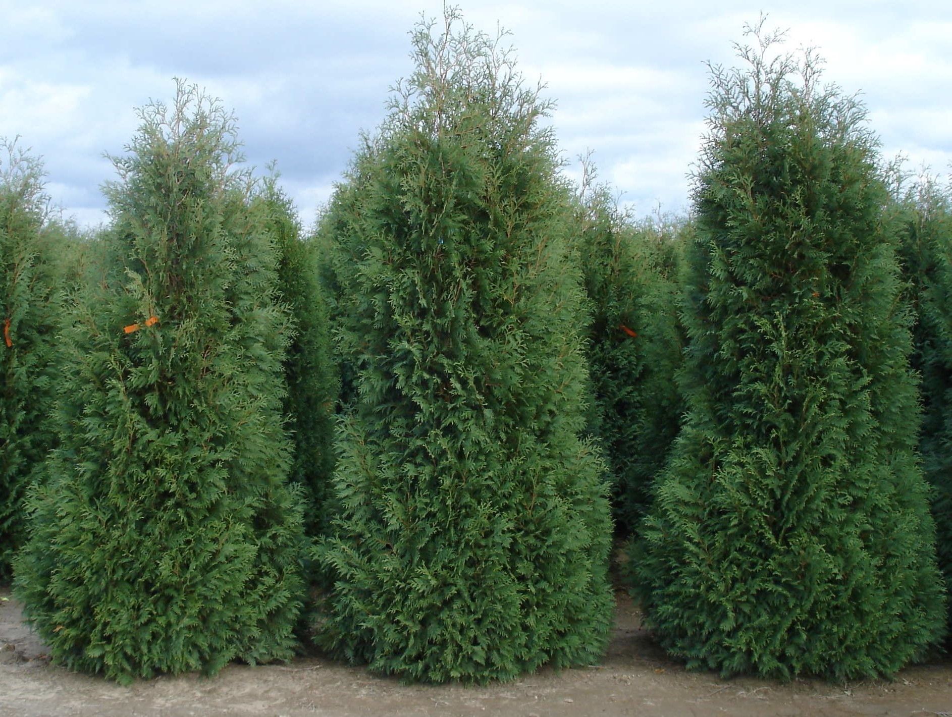 Arborvitae ‘Dark Green’