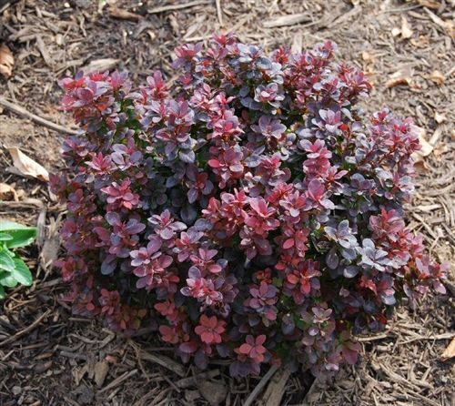 Arborvitae ‘Dark Green’