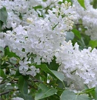 Korean Lilac