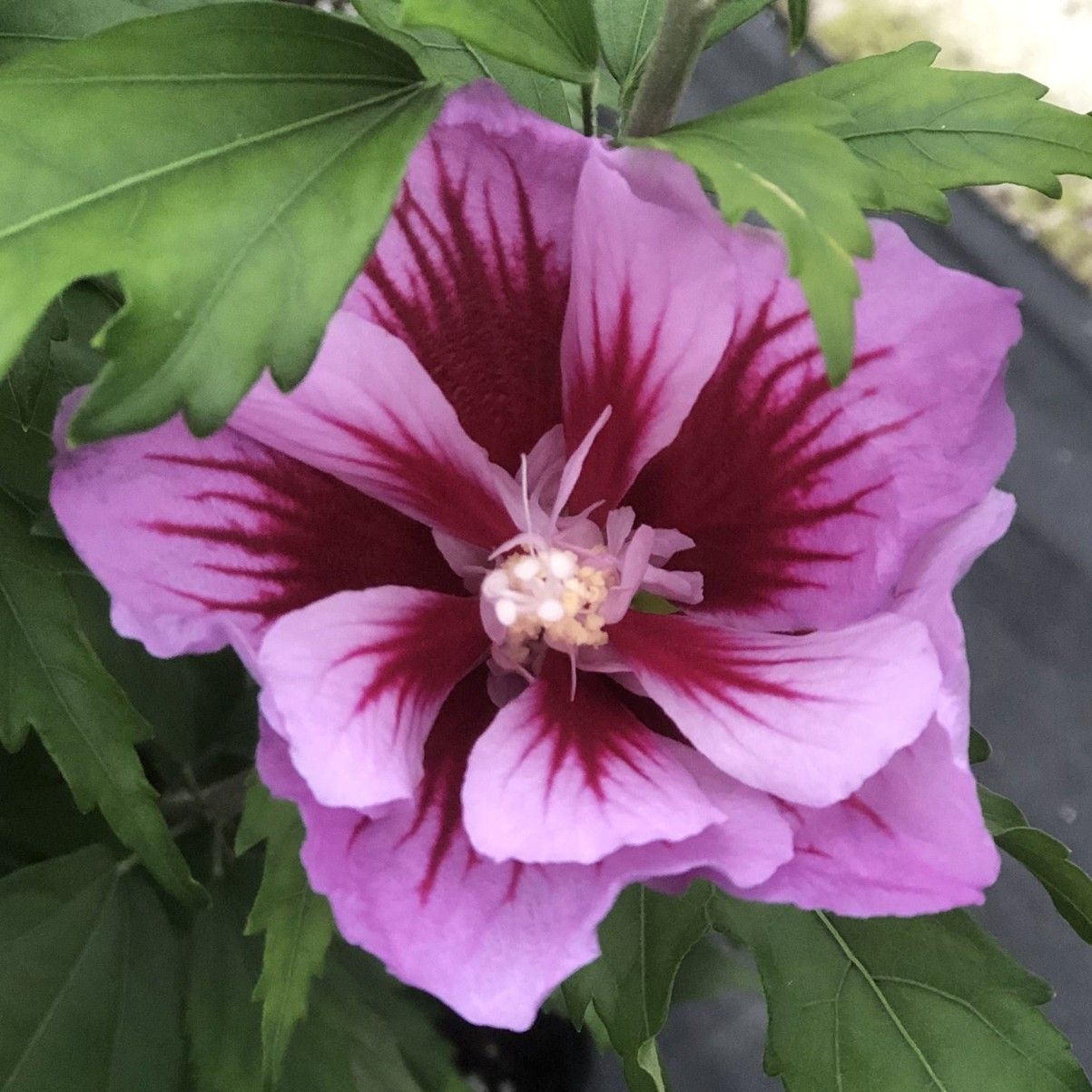 Hibiscus Tree ‘Purple Pillar’