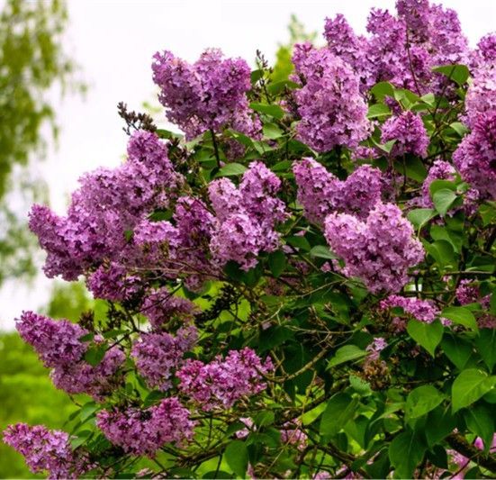 French Lilac