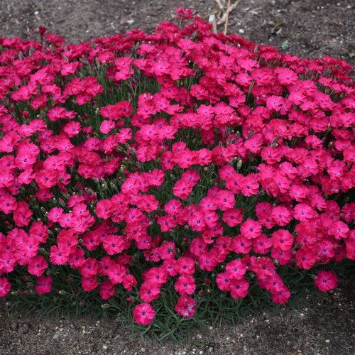 Bright pink dianthus flowers bloom densely in a garden setting.