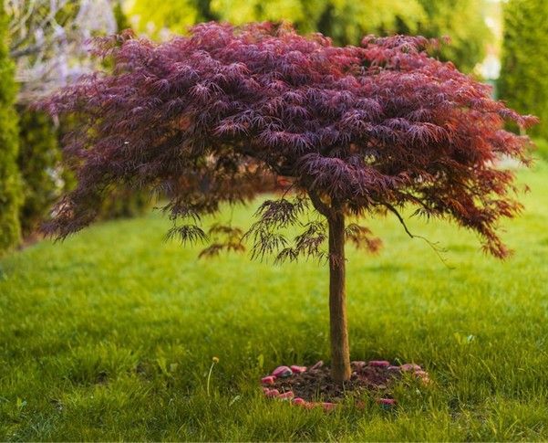 Alberta Spruce