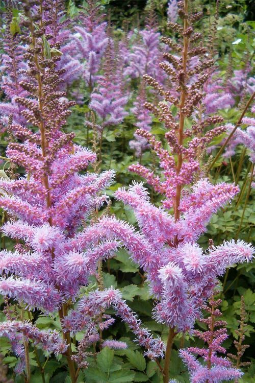 Lavender astilbe flowers bloom above green foliage.
