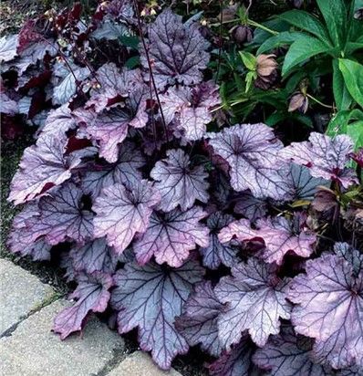 Clump of purple-veined coral bells plant with textured leaves in a garden bed.