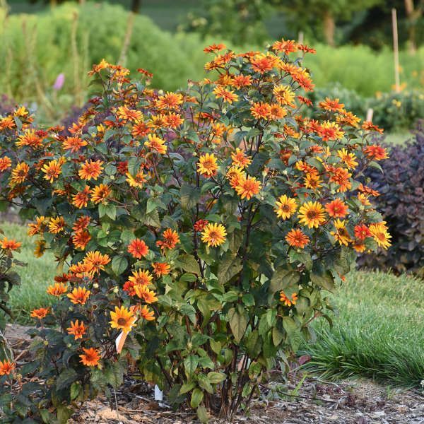 Bush with orange and yellow flowers, dark green leaves, and dark stems.