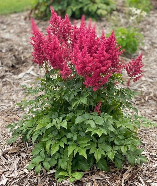 Purple allium flowers in bloom, with green stems and leaves in a garden bed.
