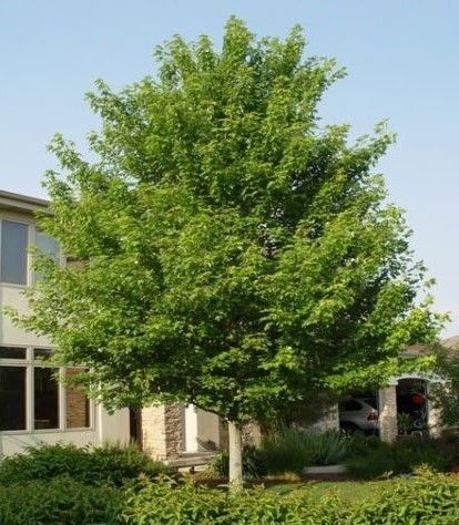 Purple allium flowers in bloom, with green stems and leaves in a garden bed.