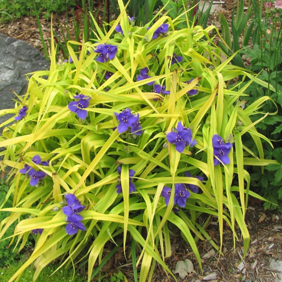 Purple allium flowers in bloom, with green stems and leaves in a garden bed.